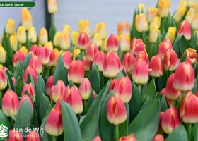 Tulipa Candy Corner (3)